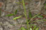 Pineland rayless goldenrod